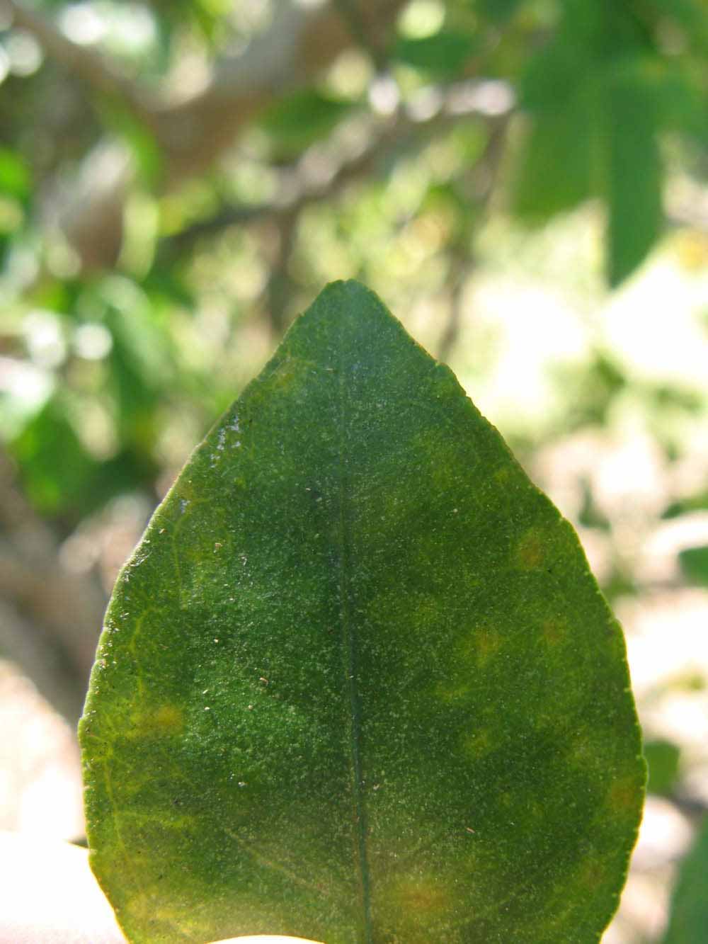              Margin (Winter Haven, FL)       